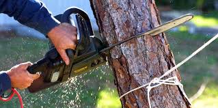 Tree and Shrub Care in Weedpatch, CA