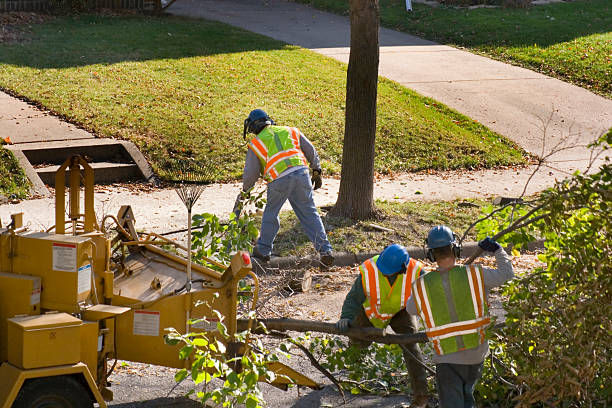 Weedpatch, CA Tree Services Company